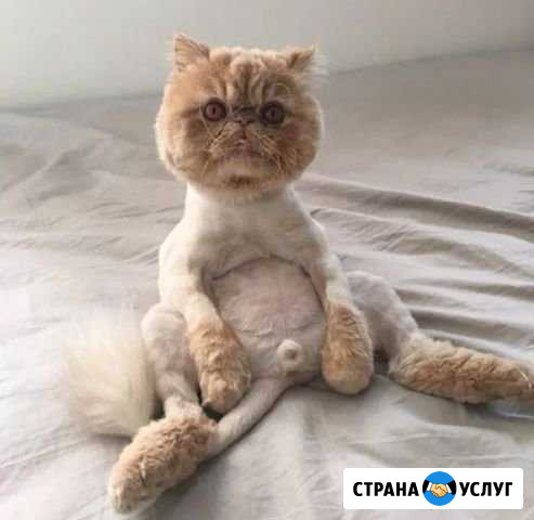 Стрижка кошек котов с выездом на дом Красноярск - изображение 1