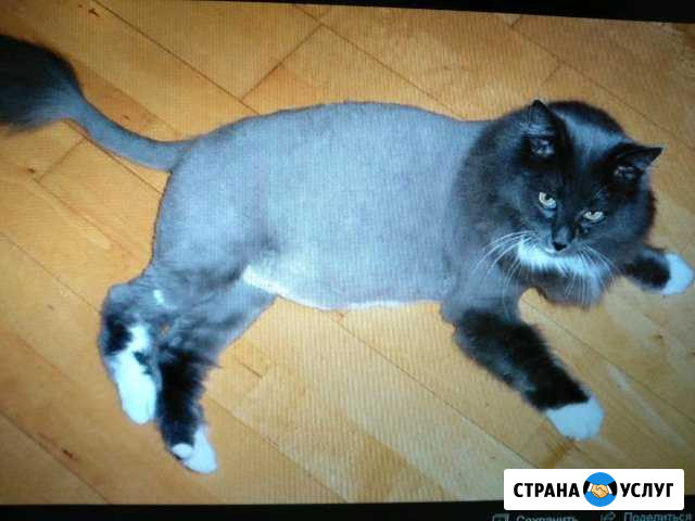Стрижка кошек и собак Красногорск - изображение 1