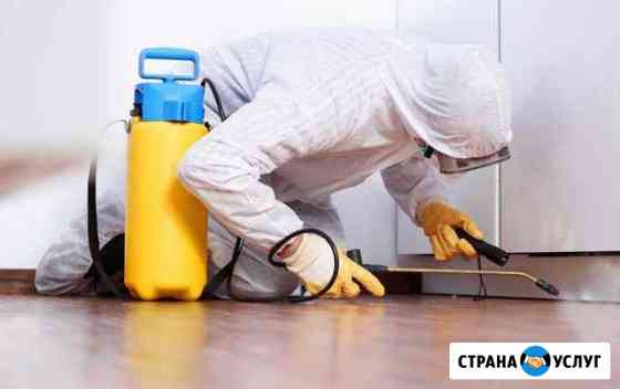Дезинфекция насекомых, грызунов, плесени, запаха Благовещенск