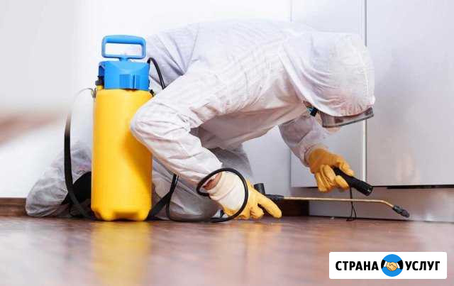 Дезинфекция насекомых, грызунов, плесени, запаха Благовещенск - изображение 1