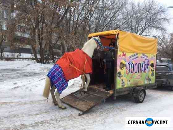 Конеперевозки, коневоз, скотовоз Владимир