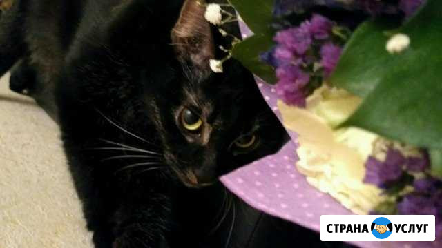 Передержка, дрессировка Москва - изображение 1