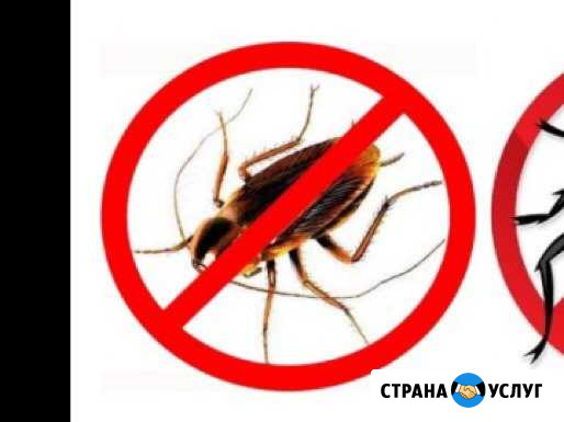 Дезинсекция Санкт-Петербург - изображение 1