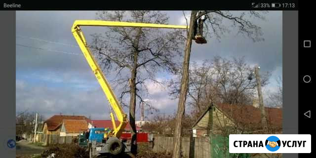 Спил деревьев с вывозом Урюпинск - изображение 1