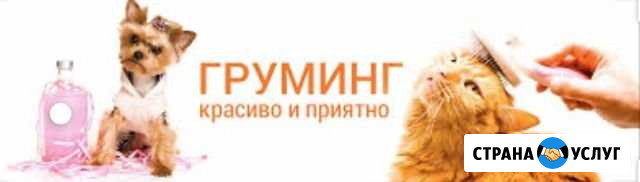 Стрижка кошек и собак Новокузнецк - изображение 1