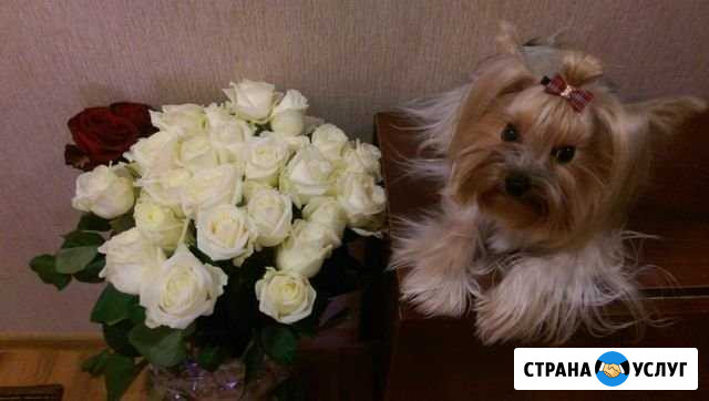 Передержка собак Москва - изображение 1