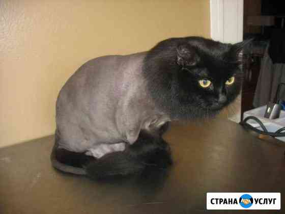 Стрижка кошек Красноярск