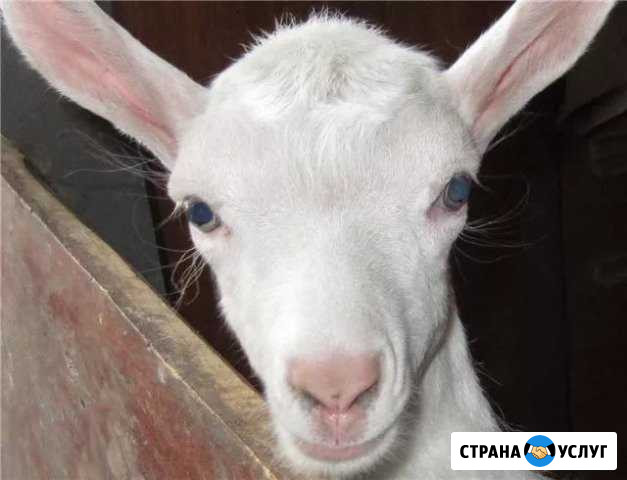 Обезроживание,кастрация Дмитров - изображение 1