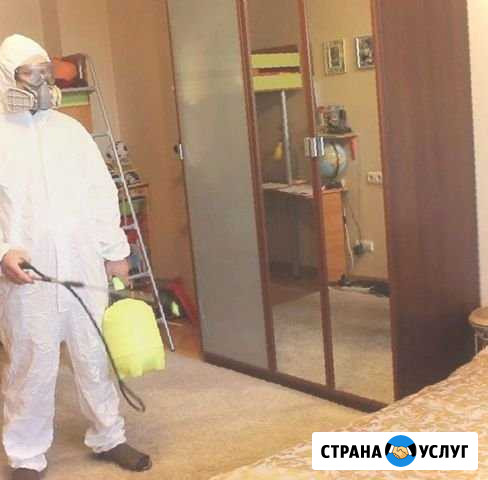 Уничтожение насекомых, плесени с гарантией Хабаровск - изображение 1