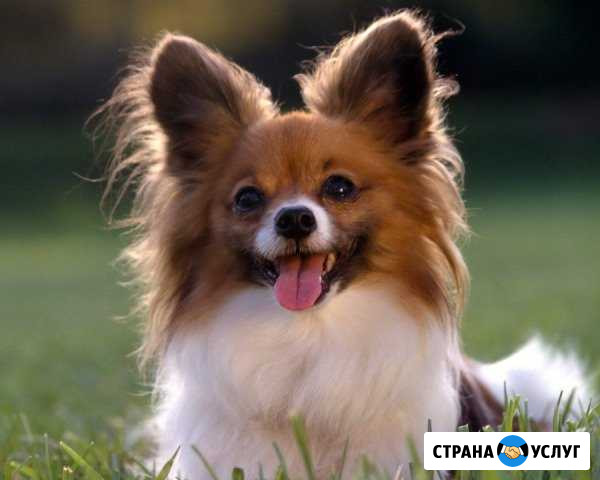 Выгул собак Ижевск - изображение 1