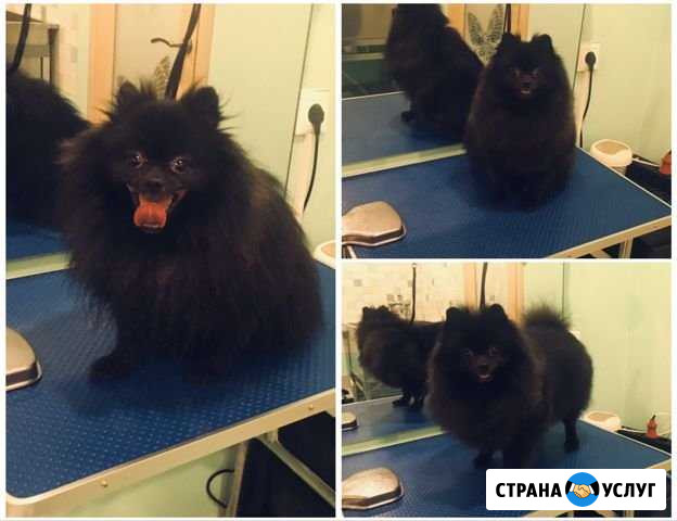 Стрижка собак, груминг Череповец - изображение 1