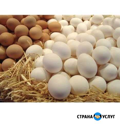 Яйцо куриное, перепелиное, домашнее. Мясо перепела Зеленоград - изображение 1