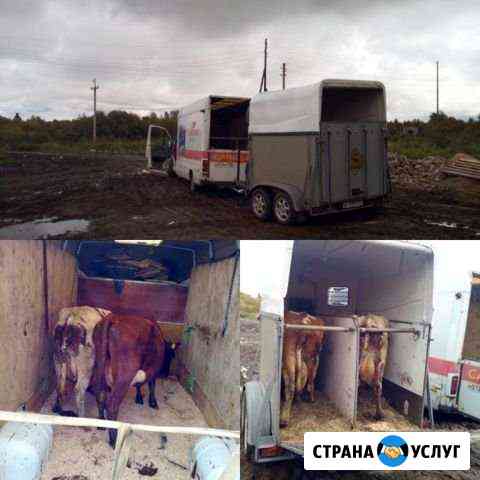 Коневоз,скотовоз,перевозка животных до 6 голов, те Владимир