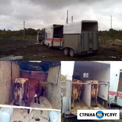 Коневоз,скотовоз,перевозка животных до 6 голов, те Владимир - изображение 1
