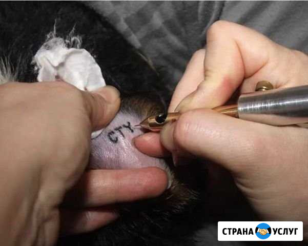 Клеймение животных / чипирование Владимир - изображение 1