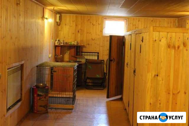 Передержка собак Монино - изображение 1