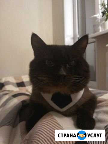 Сиамский кот приглашает на вязку Нижний Новгород - изображение 1