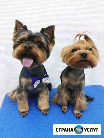 Стрижка собак Грумер Казань