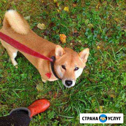 Передержка собак на любой срок Подольск