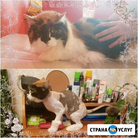 Стрижка кошек/котов Хабаровск - изображение 1