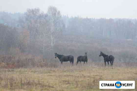 Постой лошади Красноармейск