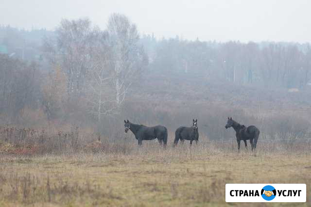 Постой лошади Красноармейск - изображение 1