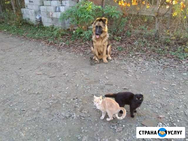 Дрессировка собак Выселки - изображение 1