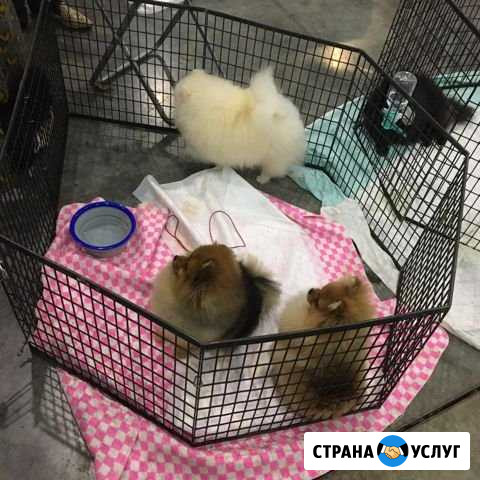 Передержка шпицев Йошкар-Ола - изображение 1