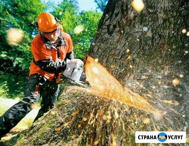 Спил деревьев, расчистка участков,дач Краснодар - изображение 1