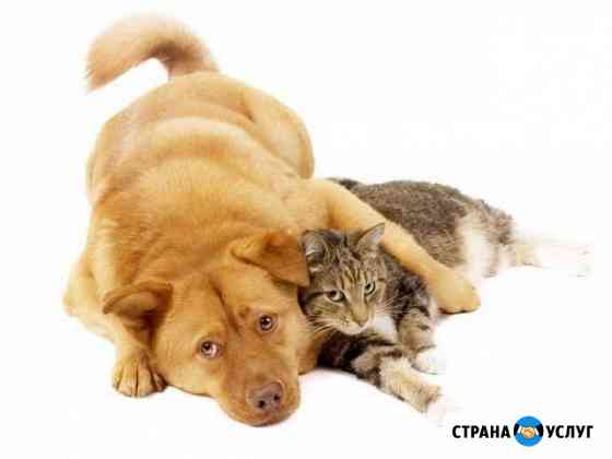 Передержка для кошек Казань