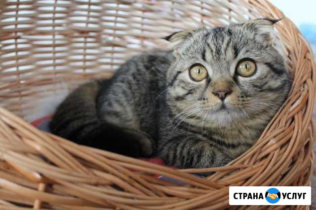 Шотландский вислоухий котик на вязку Шумерля - изображение 1