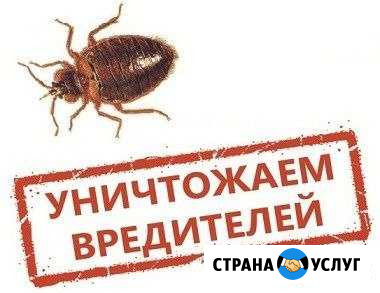 Уничтожение насекомых в Перми качественно Пермь - изображение 1