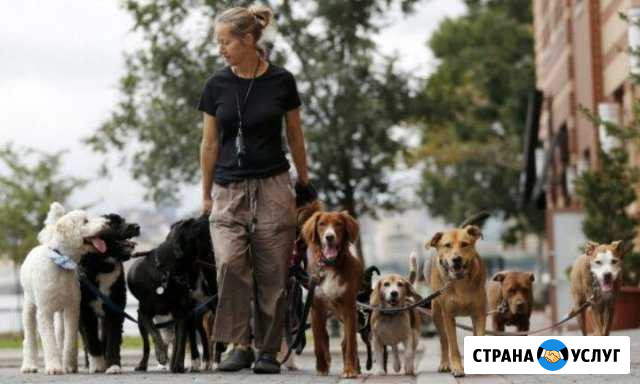 Выгул собак Смоленск - изображение 1
