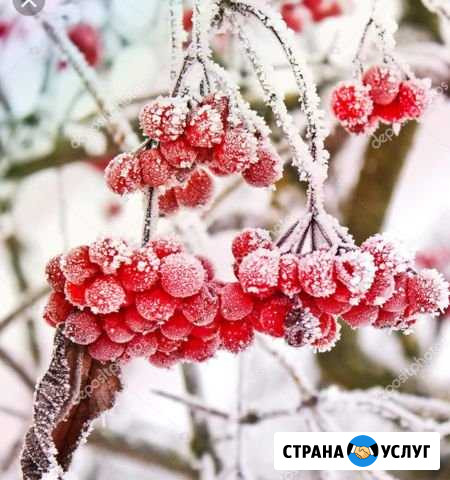 Бухгалтер составлю годовую отчетность Шарья - изображение 1