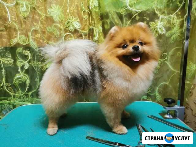 Стрижка, покраска собак и кошек Норильск - изображение 1