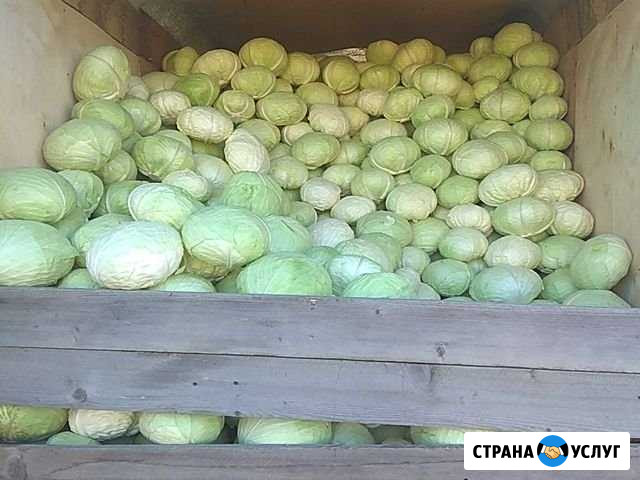 Капуста белокачанная свежая Константиновская - изображение 1