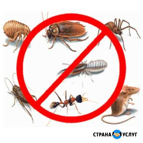 Уничтожение насекомых, тараканов, клопов Самара - изображение 1