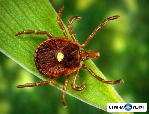 Обработка от клещей Лог - изображение 1