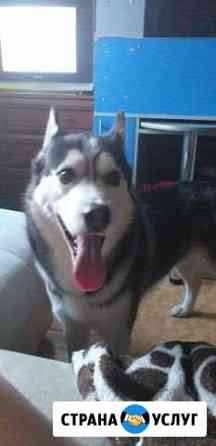 Вязка хаски Нижний Новгород