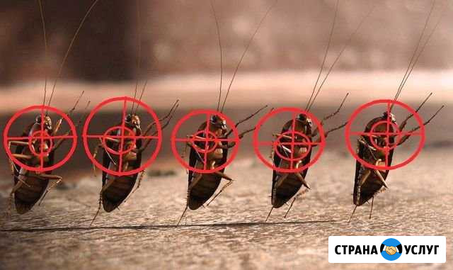 Обработка помещений от насекомых и грызунов Подольск - изображение 1