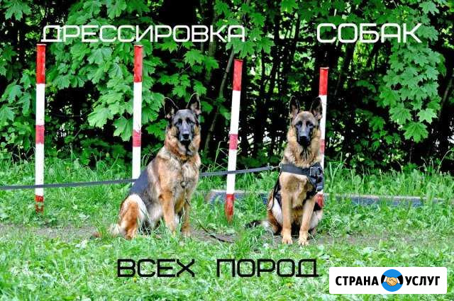 Дрессировка Рязань - изображение 1