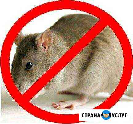 Уничтожение мышей Энгельс