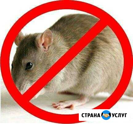 Уничтожение мышей Энгельс - изображение 1