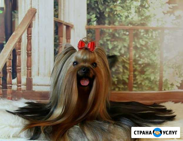 Вязка йоркширский терьер Тольятти - изображение 1