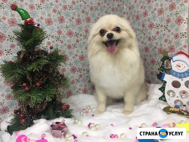Стрижка кошек и собак, груминг Кемерово - изображение 1