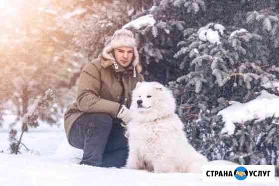 Фотосессия с самоедом (фото с собакой,хаски,лайка) Омск