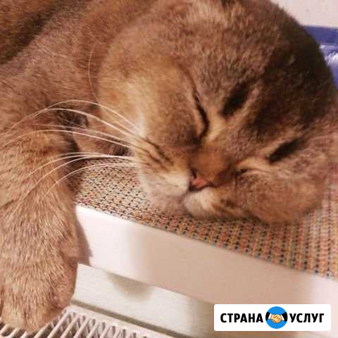 Ветеринария Всеволожск - изображение 1