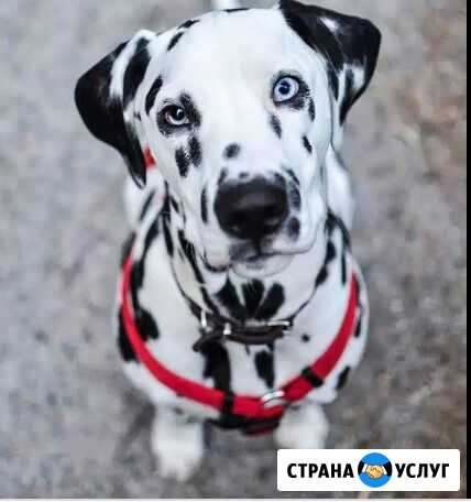 Выгул собак Чита - изображение 1