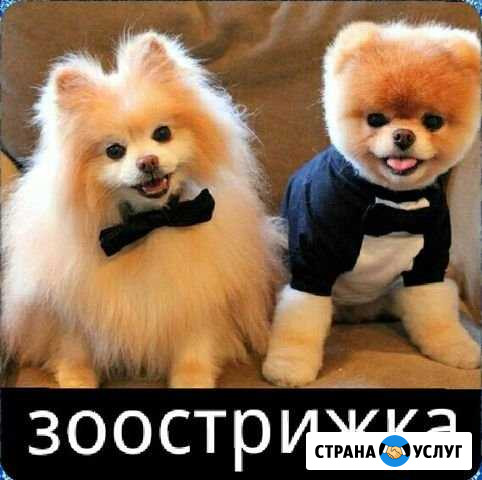 Стрижка собак и кошек Красноярск - изображение 1