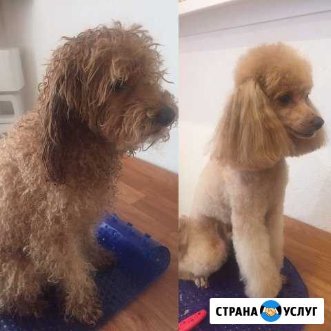Стрижка собак породы пудель Кудрово - изображение 1